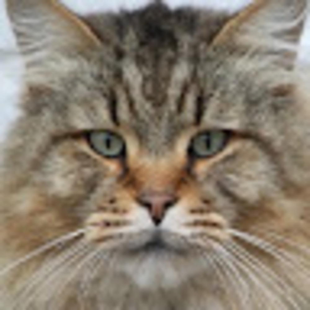 Meet your Posher, Dean